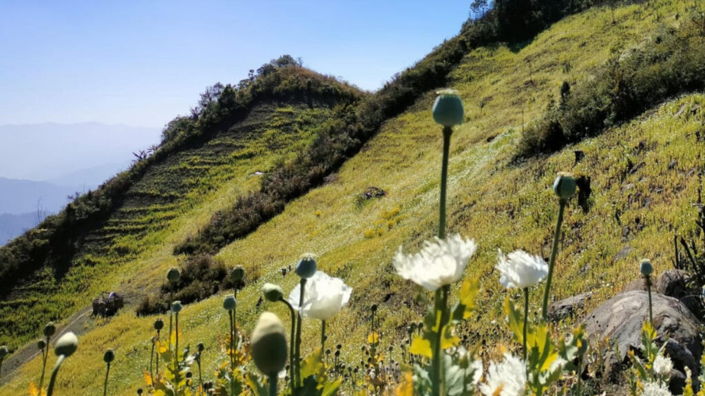 Poppy Plantation in Manipur