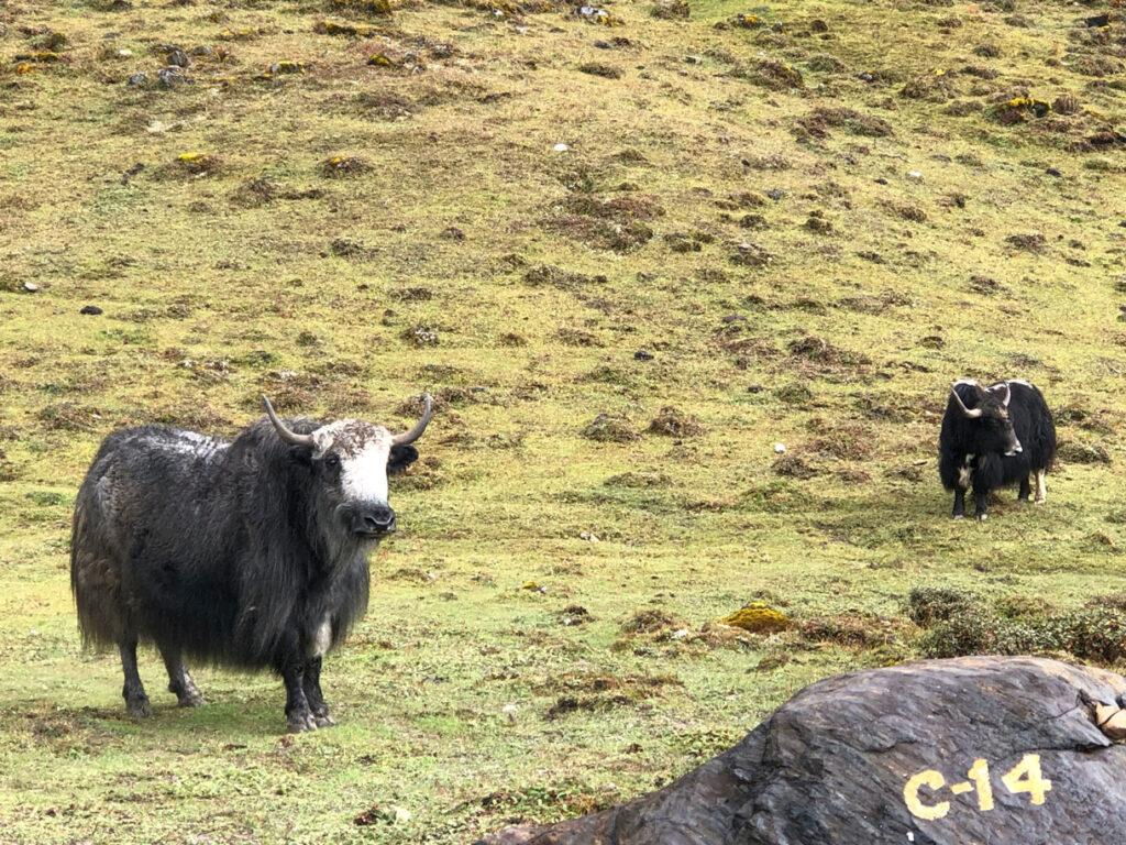 Wild Yaks grazing