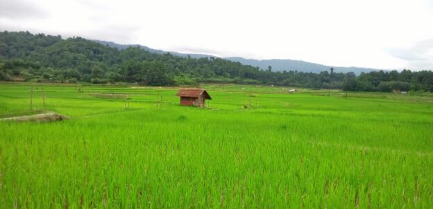 lush green field in koloriang