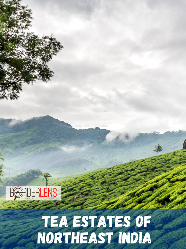 Tea Estates of Northeast India