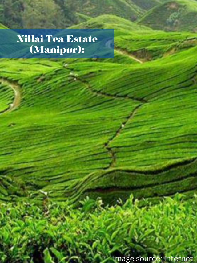 Nillai Tea Estate: Unveiling the Secrets of Premium Tea Nillai Tea Estate: Unveiling the Secrets of Premium Tea