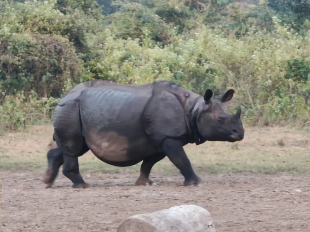 Rhino