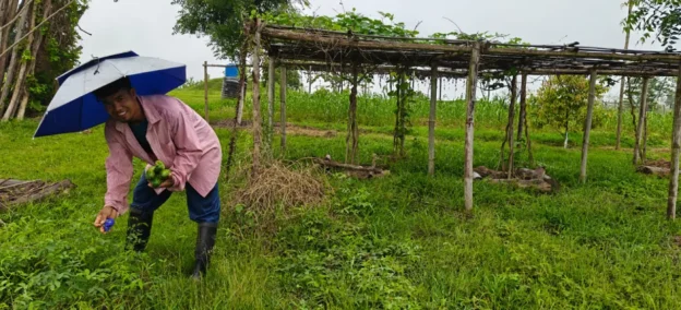 Lungaithui Malangmei, which his innovative sustainable farming practices in Balijan