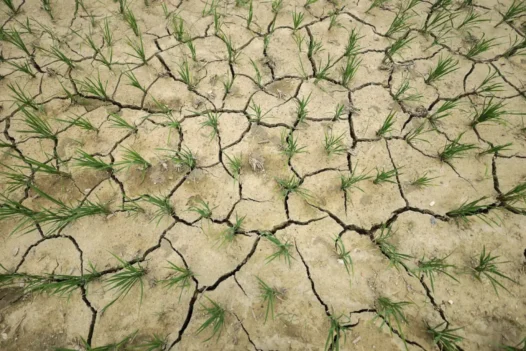 Nepal’s-main-farming-area-is-dry