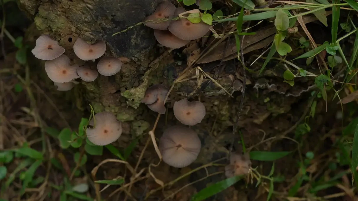 Jidab-soil-with-ground-mushroom