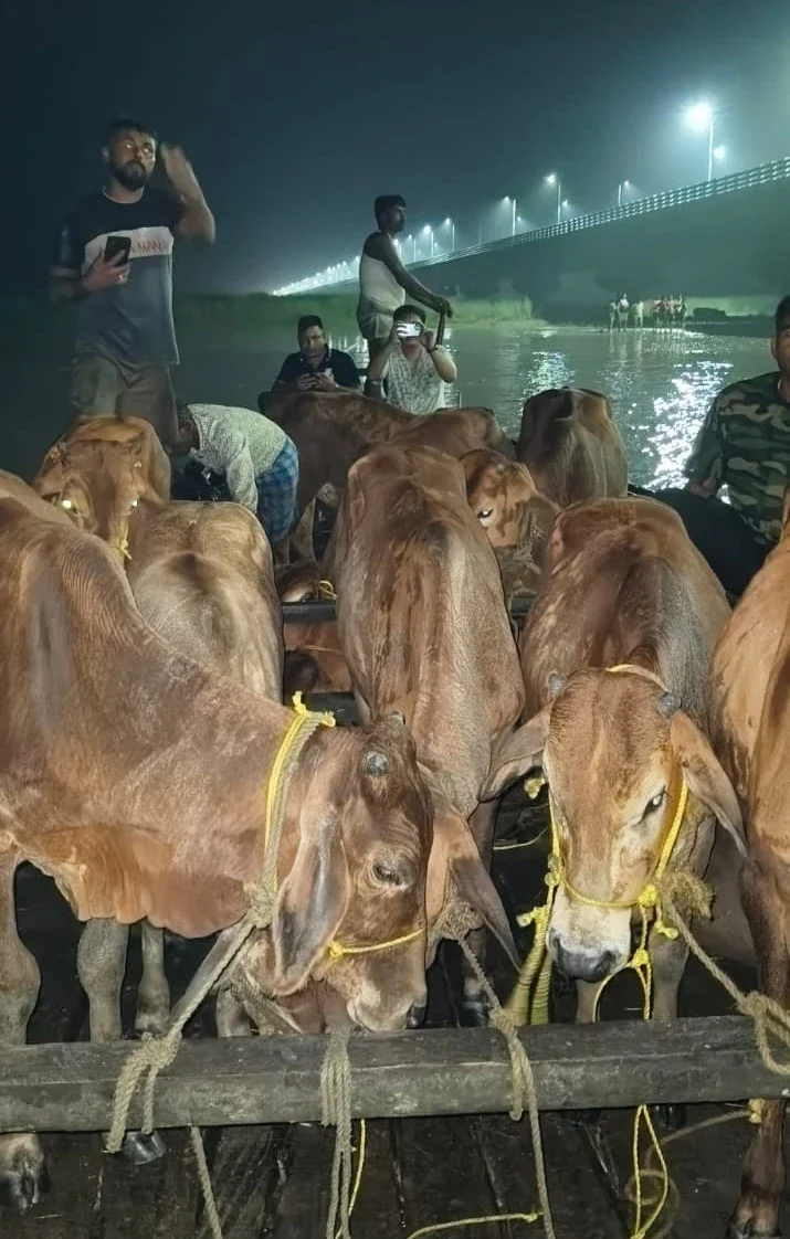 Cattle being smuggled in boats across the Mahandnanda river. Photo credit: Contributed