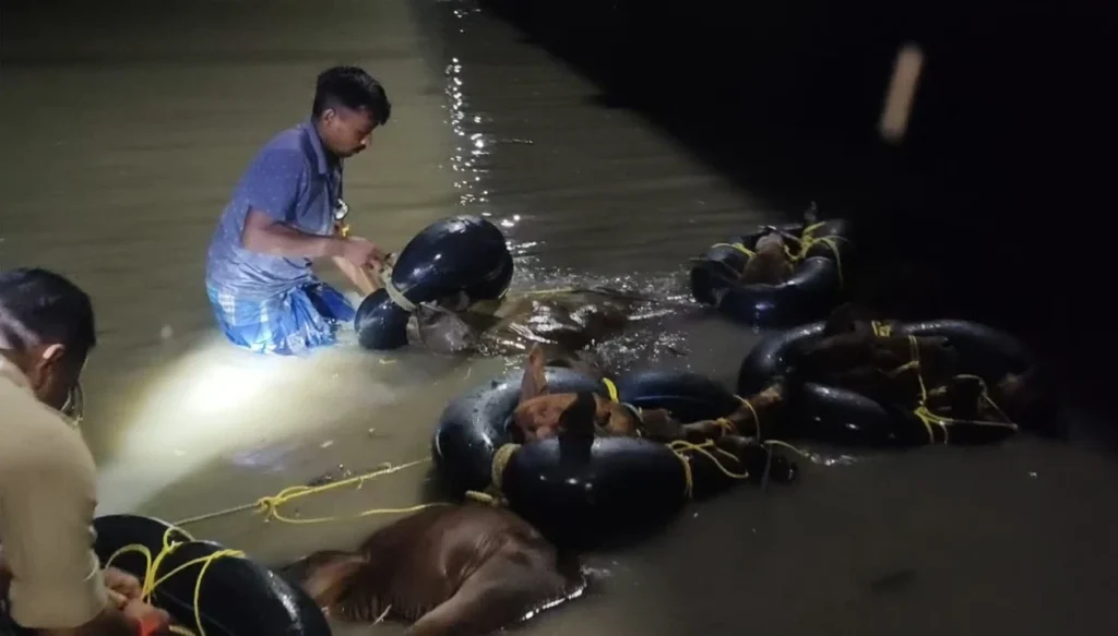 Cattle tied to rubber tubes are used to smuggle to Bangladesh along the India-Bangladesh border near Siliguri