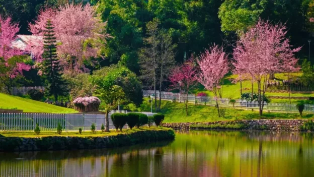 shillong cherry blossom festival