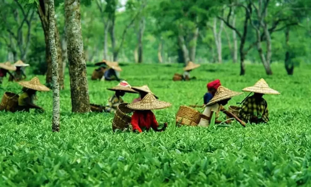 assam tea