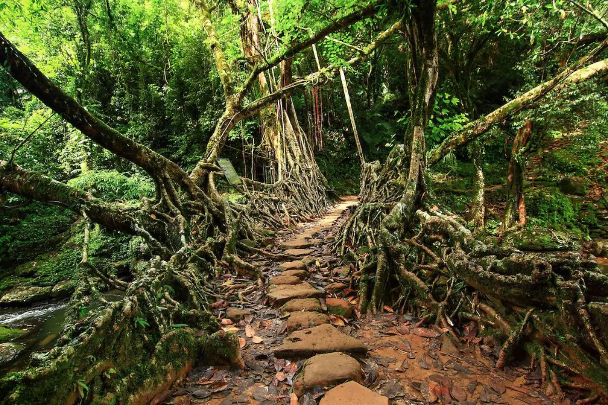 root bridge meghalaya