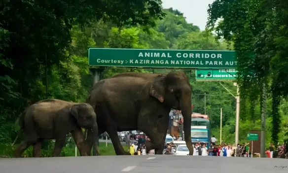 kaziranga national park